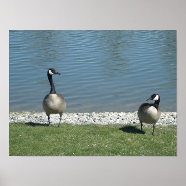 Canadian geese poster (Front)