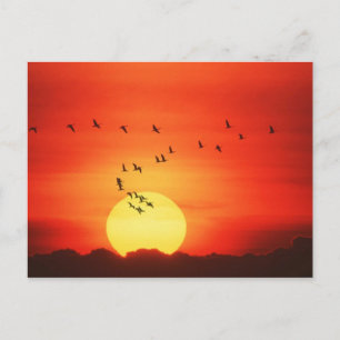 Canadian Geese silhouetted against fiery sunrise Postcard