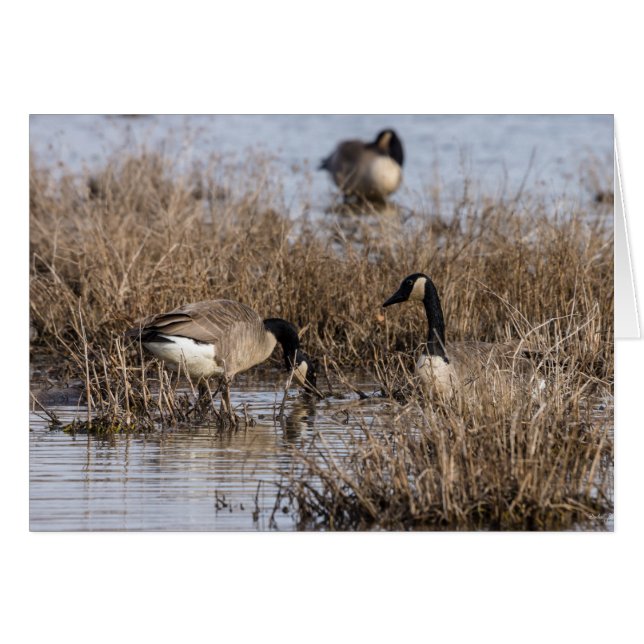 Canadian Geese Snack Time (Front Horizontal)