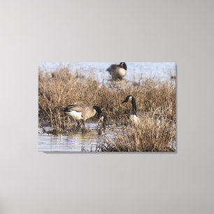 Canadian Geese Snack Time Canvas Print