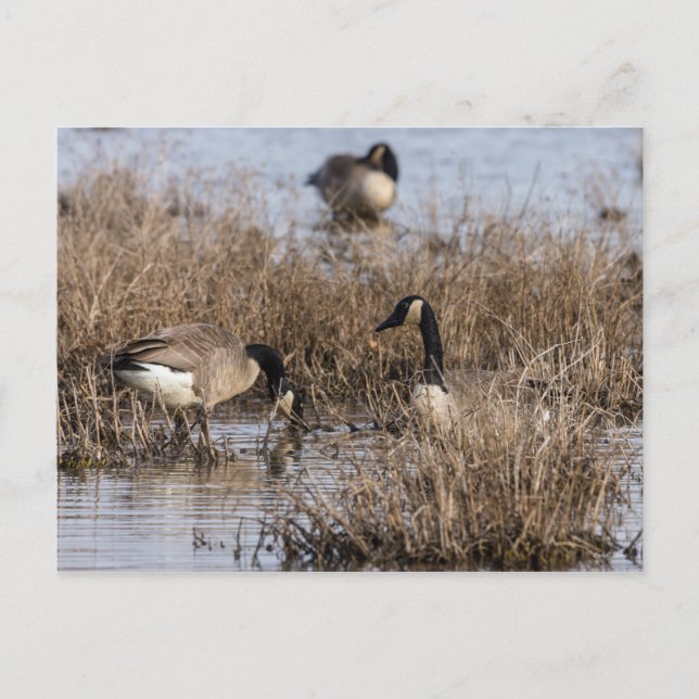 Canadian Geese Snack Time Postcard (Front)