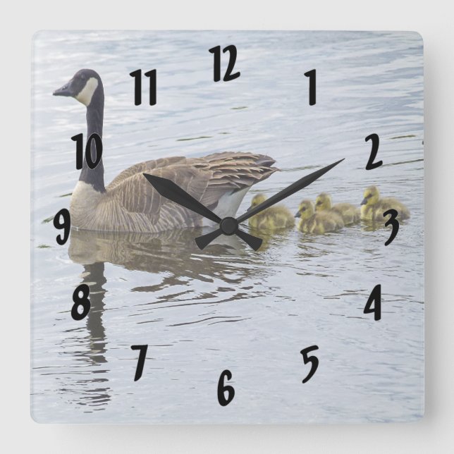 Canadian Goose And Goslings Square Wall Clock (Front)