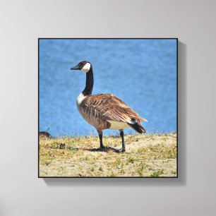 Canadian Goose Canva Wrap Print