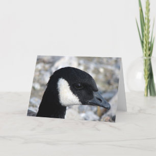 Canadian Goose Card