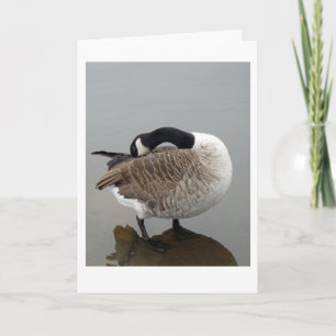 Canadian goose  card