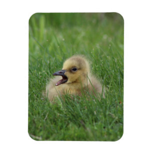Canadian Goose Chick Magnet