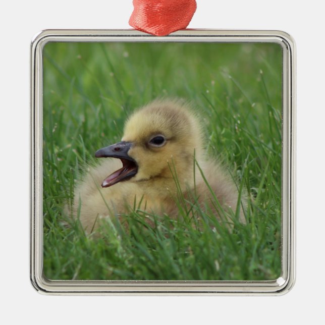 Canadian Goose Chick Metal Ornament (Front)
