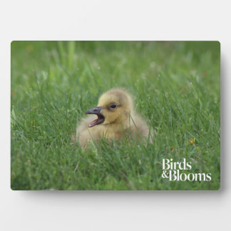 Canadian Goose Chick Plaque