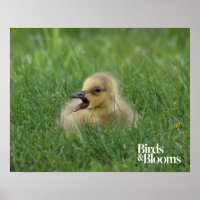 Canadian Goose Chick