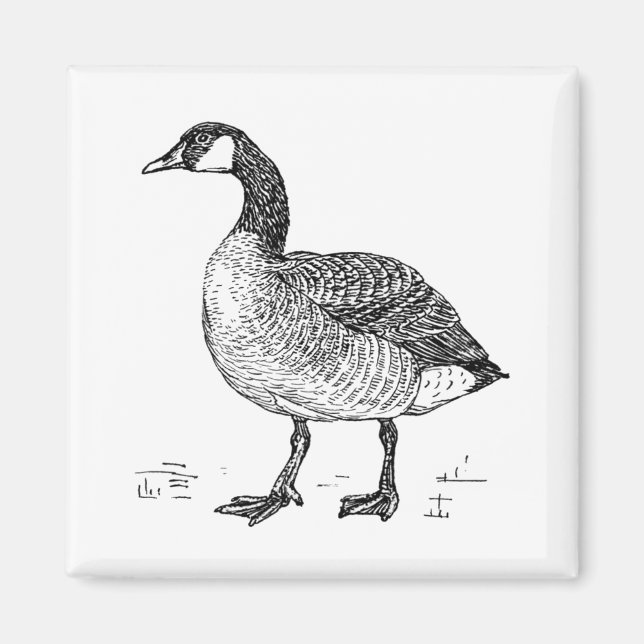 Canadian Goose Fine Art Sketch, Bird Drawing Magnet (Front)