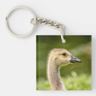 Canadian Goose (Gosling) Keychain