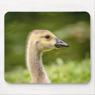 Canadian Goose (Gosling) Mouse Pad