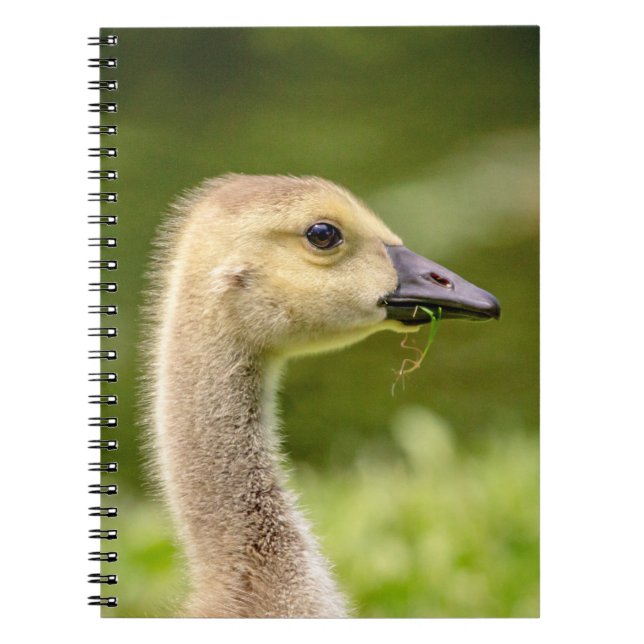 Canadian Goose (Gosling) Notebook (Front)