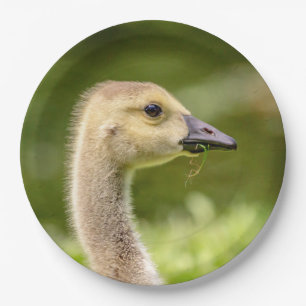 Canadian Goose (Gosling) Paper Plate