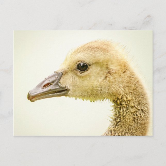 Canadian Goose (Gosling) Postcard (Front)