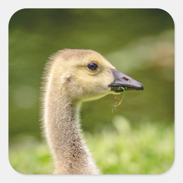 Canadian Goose (Gosling) Square Sticker (Front)
