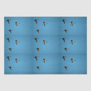 Canadian goose in flight   tissue paper
