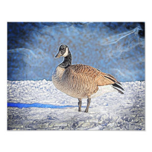Canadian Goose in the snow Photo Print