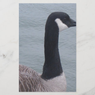 Canadian Goose on a Lake Stationery