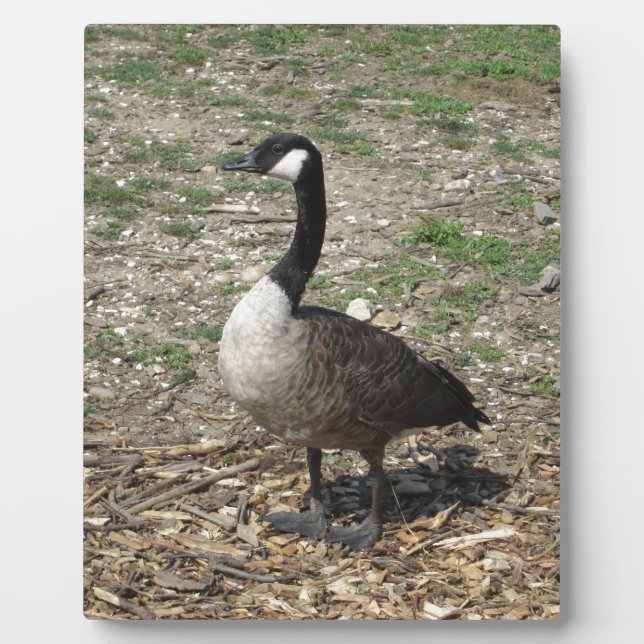Canadian Goose Plaque (Front)