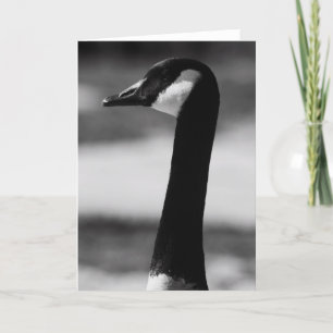 Canadian Goose Portrait Greeting Card