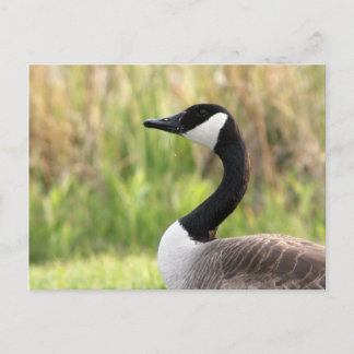 Canadian Goose Postcard