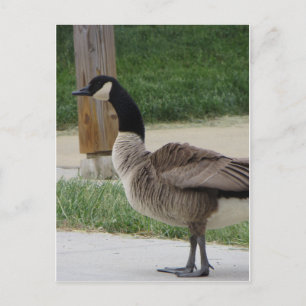 Canadian Goose Postcard