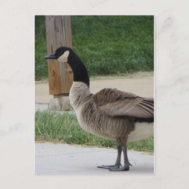Canadian Goose Postcard (Front)
