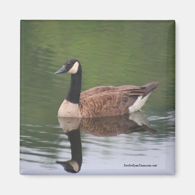 Canadian Goose Reflections Nature Photo Magnet (Front)