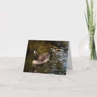 Canadian Goose