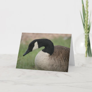 "Canadian Goose" Wildlife Greeting Card