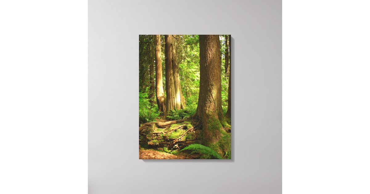 West Coast Forest Trail Print by Paul Nicklen Gallery