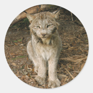 Canadian Lynx 0173 Classic Round Sticker