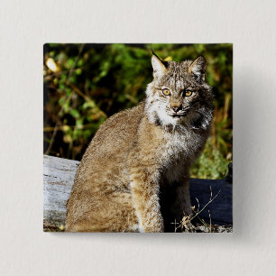 Canadian Lynx 2 Inch Square Button
