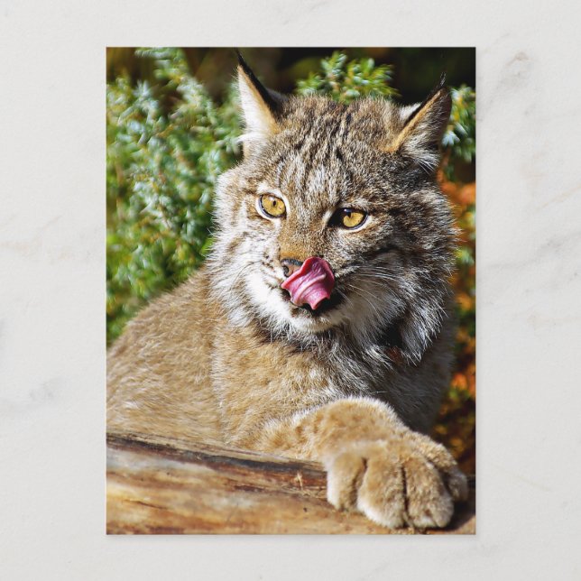 Canadian Lynx - All In Postcard (Front)