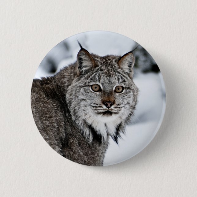 Canadian Lynx in the Snow 2 Inch Round Button (Front)
