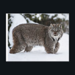 Canadian Lynx in the Snow Postcard<br><div class="desc">Canadian Lynx in the Snow</div>