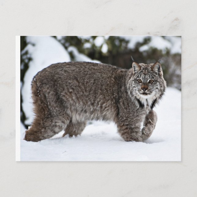 Canadian Lynx in the Snow Postcard (Front)