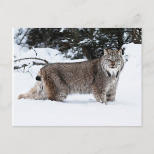Canadian Lynx in the Snow Postcard