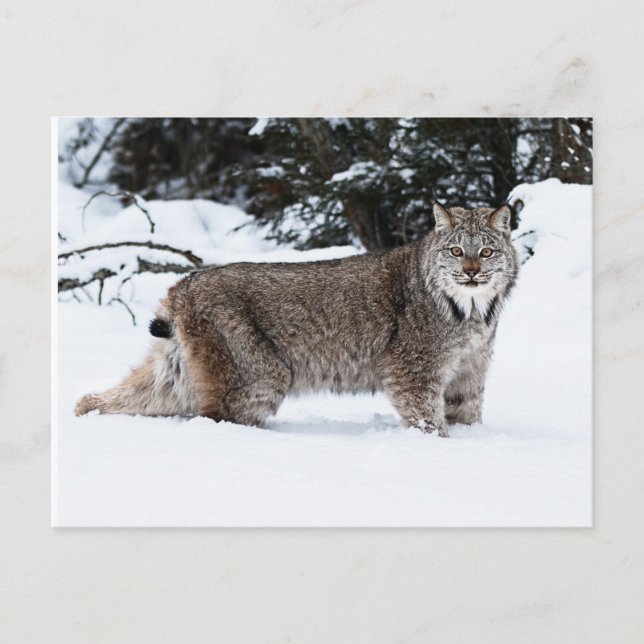 Canadian Lynx in the Snow Postcard (Front)
