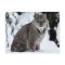 Canadian Lynx in the Snow