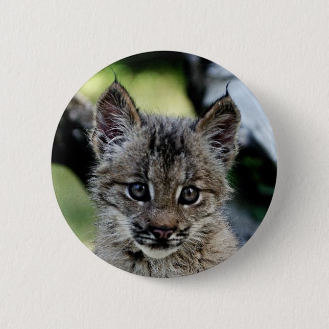 Canadian Lynx Kitten 2 Inch Round Button (Front)