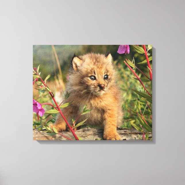 Canadian Lynx Kitten, Alaska Canvas Print (Front)