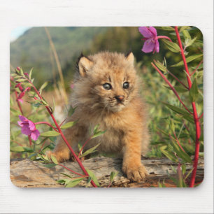 Canadian Lynx Kitten, Alaska Mouse Pad
