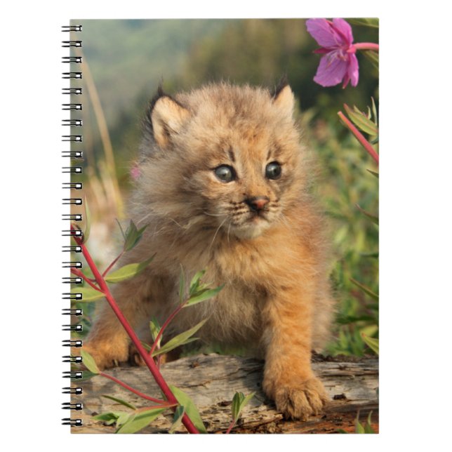 Canadian Lynx Kitten, Alaska Notebook (Front)