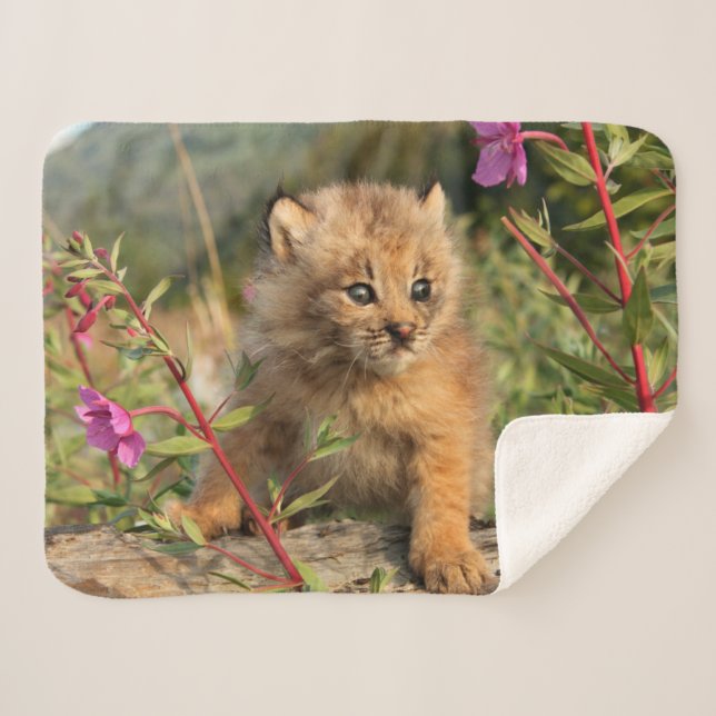 Canadian Lynx Kitten, Alaska Sherpa Blanket (Front (Horizontal))