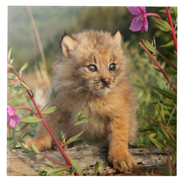 Canadian Lynx Kitten, Alaska Tile (Front)