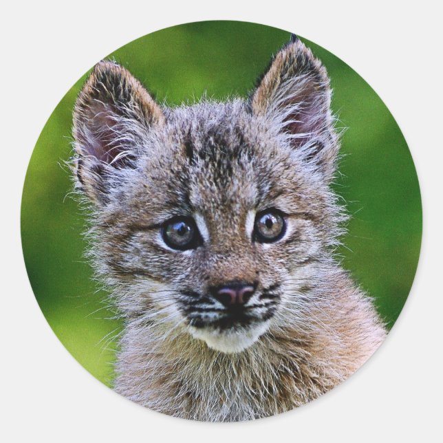 Canadian Lynx Kitten Classic Round Sticker (Front)