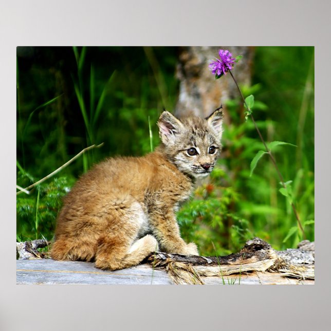 Canadian Lynx Kitten Poster (Front)