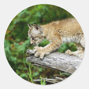 Canadian Lynx Kitten Ready to Pounce Classic Round Sticker